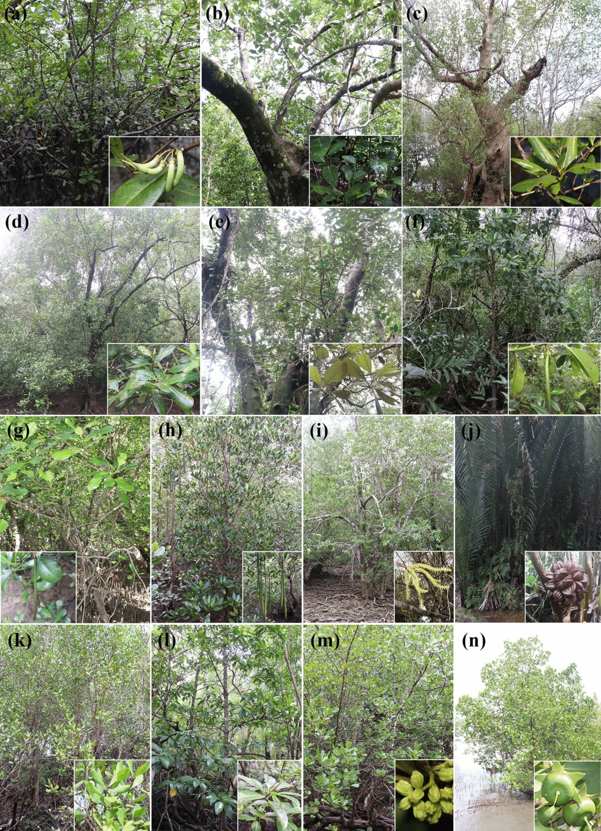 Diversity and assemblage of mangroves along the carigara bay in Leyte,  Philippines | Biologia | Springer Nature Link