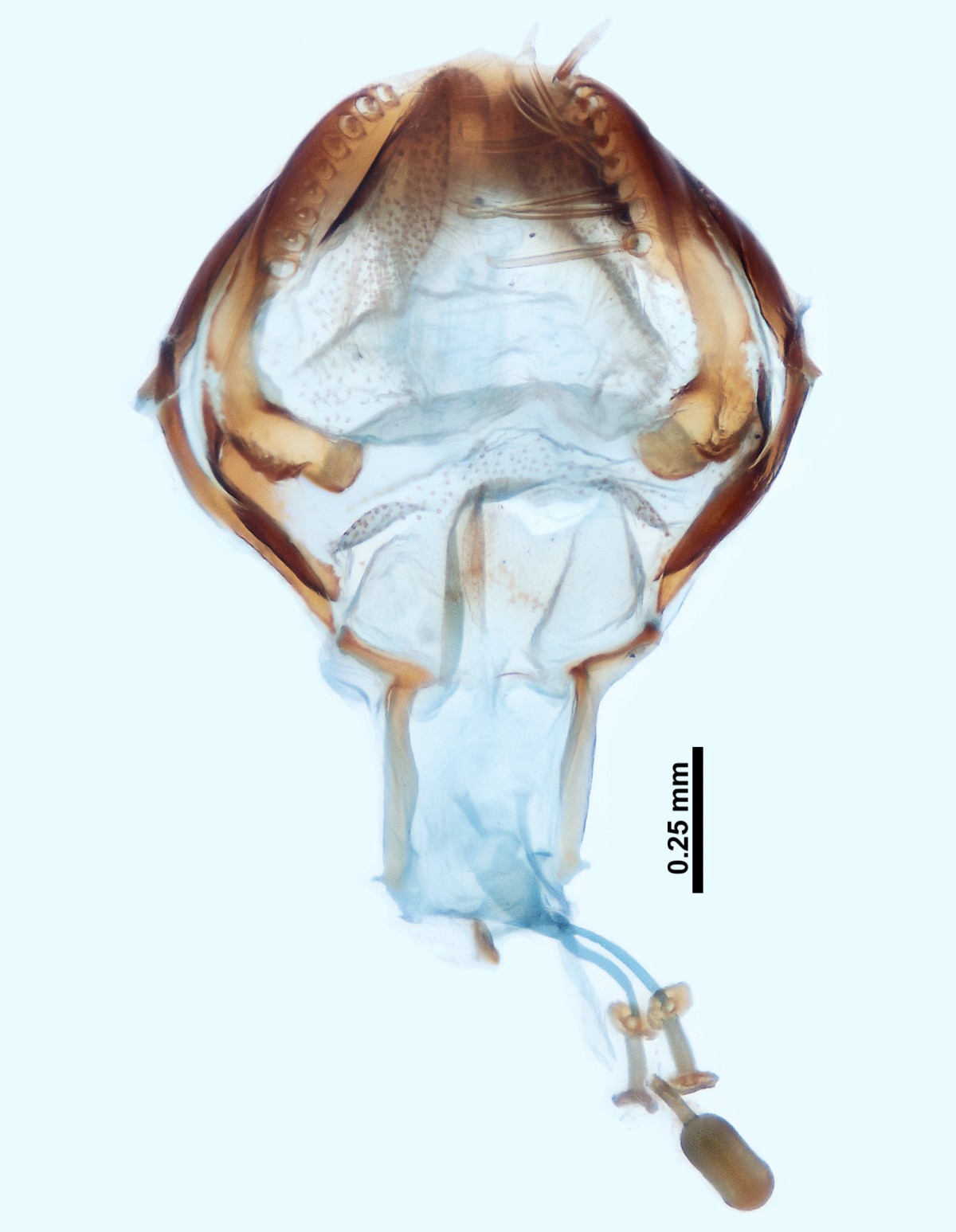 A new species of Ylasoia Speiser, 1920 (Diptera, Bombyliidae, Lomatiinae)  from the Paraguayan Chaco, with a discussion on the biogeography of the  genus and an identification key to Neotropical Lomatiinae genera and