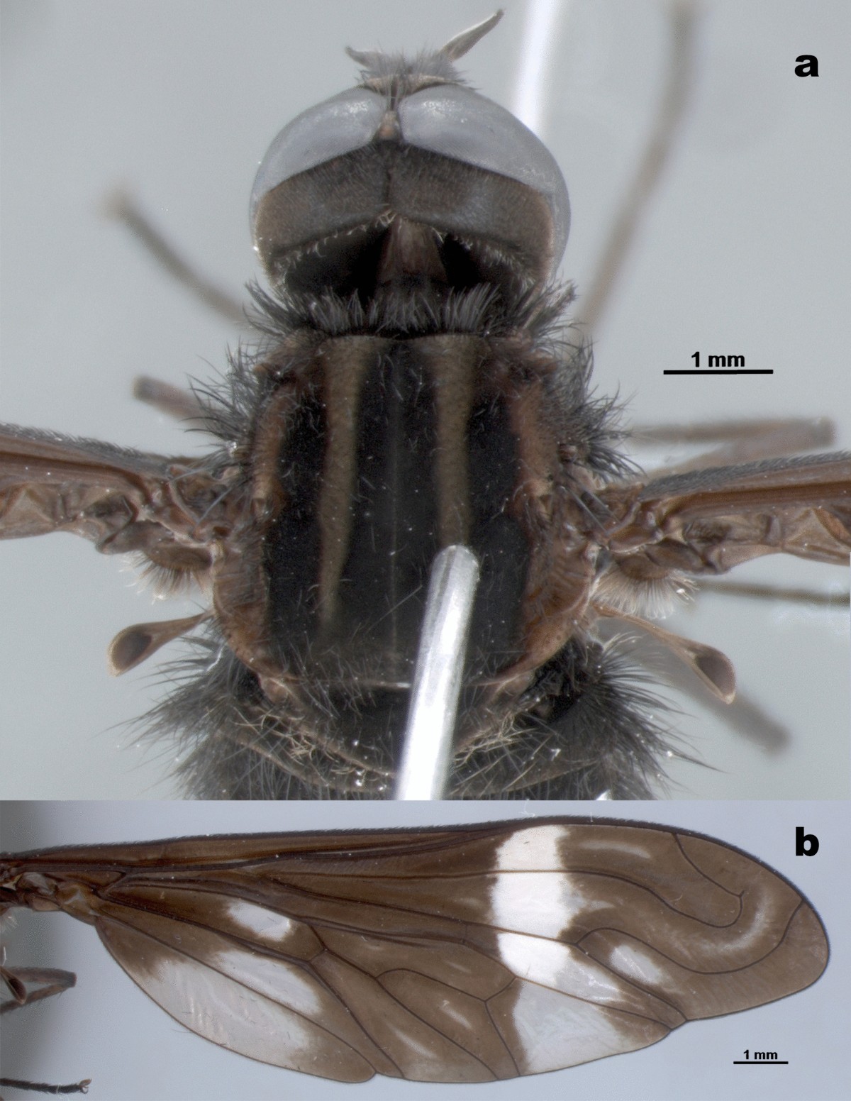 A new species of Ylasoia Speiser, 1920 (Diptera, Bombyliidae, Lomatiinae)  from the Paraguayan Chaco, with a discussion on the biogeography of the  genus and an identification key to Neotropical Lomatiinae genera and