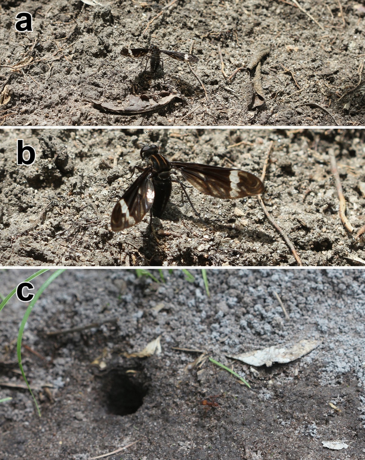 A new species of Ylasoia Speiser, 1920 (Diptera, Bombyliidae, Lomatiinae)  from the Paraguayan Chaco, with a discussion on the biogeography of the  genus and an identification key to Neotropical Lomatiinae genera and