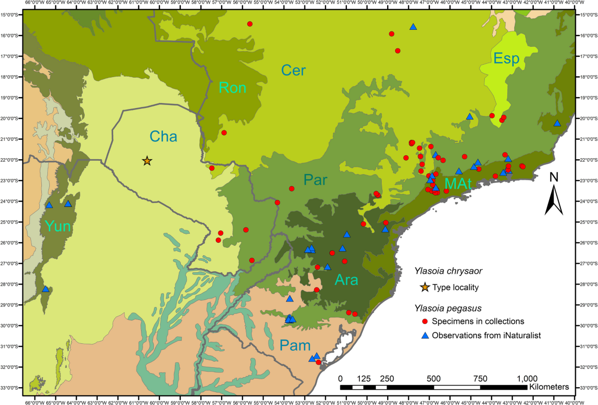 A new species of Ylasoia Speiser, 1920 (Diptera, Bombyliidae, Lomatiinae)  from the Paraguayan Chaco, with a discussion on the biogeography of the  genus and an identification key to Neotropical Lomatiinae genera and
