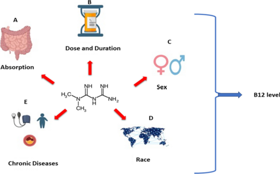 metformin b12 interaction diagram