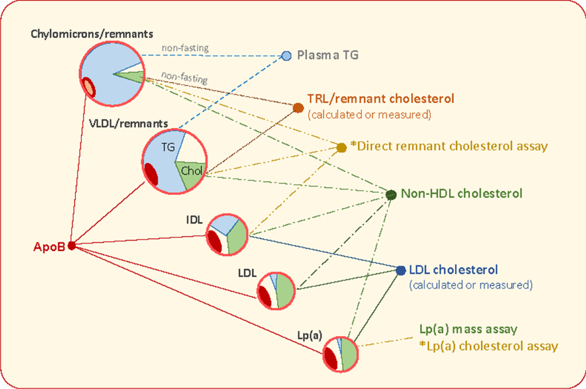 Remnants, LDL, and the Quantification of Lipoprotein-Associated Risk in  Atherosclerotic Cardiovascular Disease | Current Atherosclerosis Reports