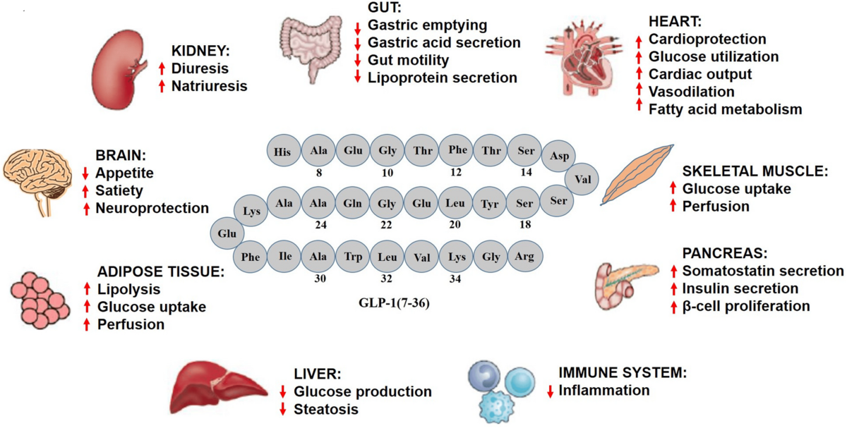 what stimulates glp 1 naturally GLP-1 is a naturally occuring hormone. The medications are synthetic GLP-1  receptor agonists, engineered molecules designed to bind to and activate  the same receptor that the natural hormone uses and mimic its