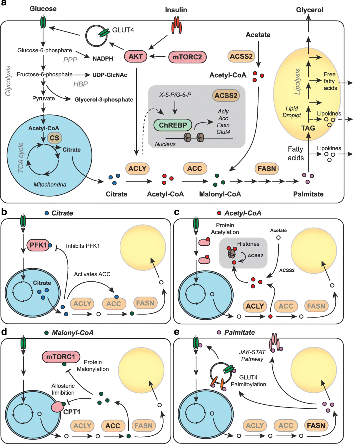 De Novo Lipogenesis as a Source of Second Messengers in Adipocytes |  Current Diabetes Reports
