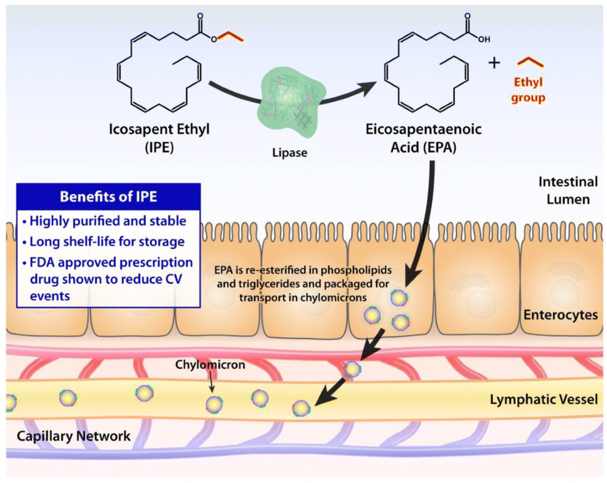The Road to Approval: a Perspective on the Role of Icosapent Ethyl in  Cardiovascular Risk Reduction | Current Diabetes Reports | Springer Nature  Link