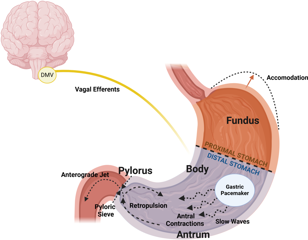 native glp 1 GLP-1 Drugs and the Physiology of Metabolic Health