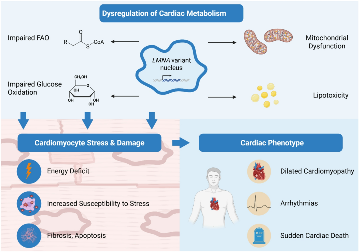 glutathione on pregnancy Is Glutathione Safe During Pregnancy? Understanding the Role of This Powerful Antioxidant glutathione on pregnancy Is Glutathione Safe During Pregnancy? Understanding the Role of This Powerful Antioxidant