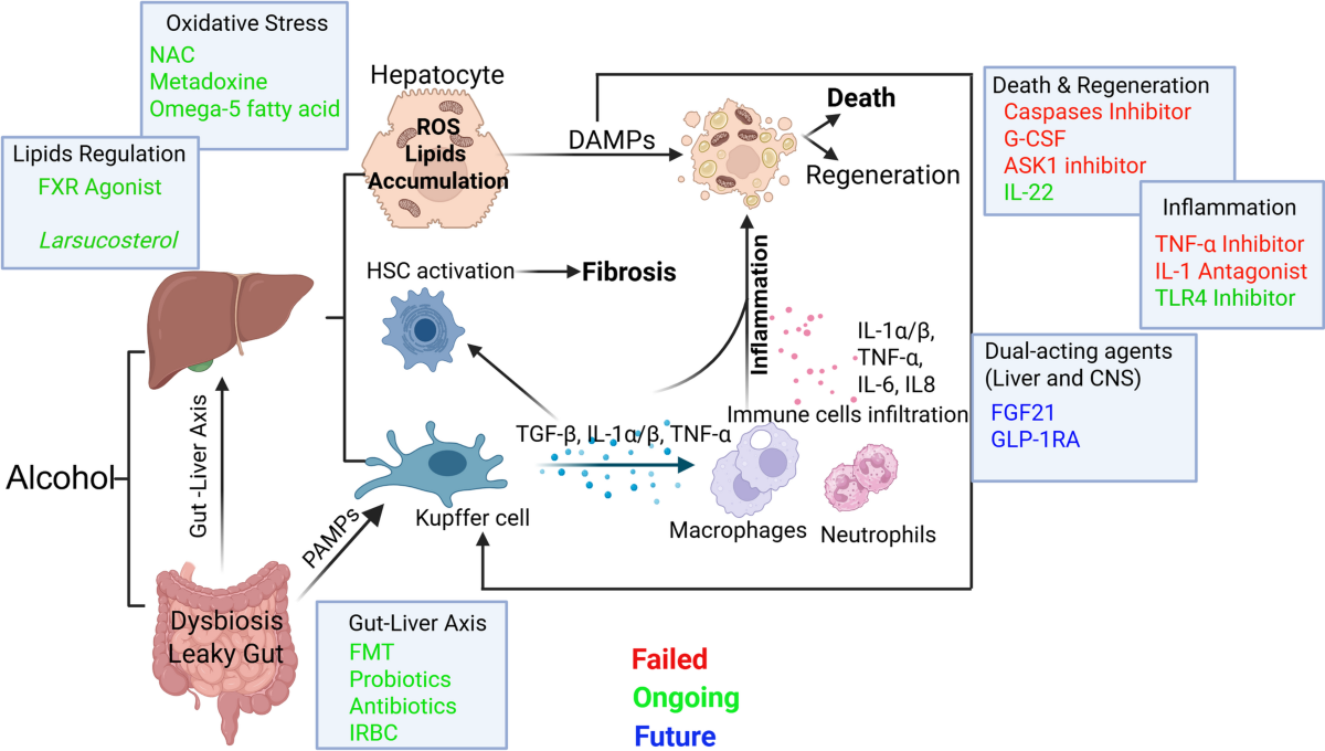 alcohol glutathione reductase Frontiers Glutathione Reductase belongs to the homodimericFADdisulfide oxidoreductases family Antioxidant enzymatic ascorbate redox-based recycling