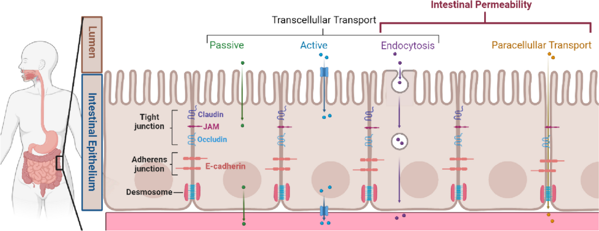 Breaking the Barrier: The Role of Gut Epithelial Permeability in the  Pathogenesis of Hypertension | Current Hypertension Reports