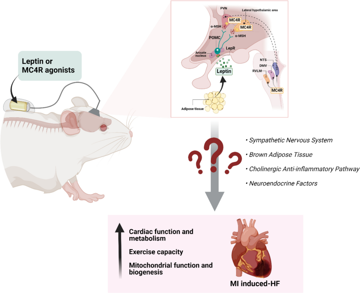 melanotan heart problems Lipo-C for Fat loss, Energy and Metabolism main image 0