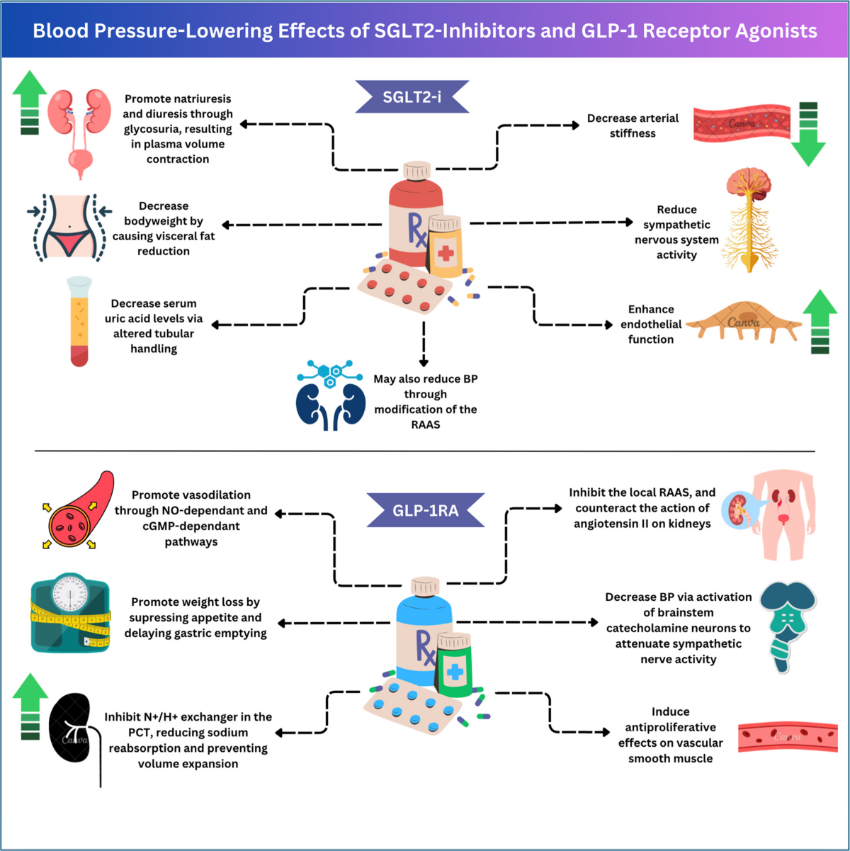 glp-1 receptor agonists and sglt2 inhibitors Blood Pressure-Lowering Effects of SGLT2 Inhibitors and GLP-1 Receptor  Agonists | Current Hypertension Reports