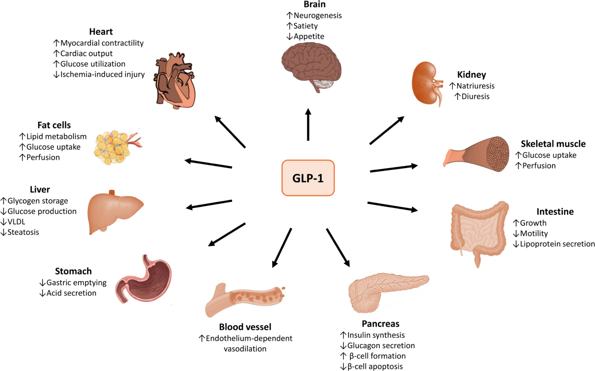 glp-1 gastrointestinal obstruction law firm in kentucky Emerging Treatments for Obesity: the Role of GLP1 Receptor Agonists on  Stroke | Current Neurology and Neuroscience Reports