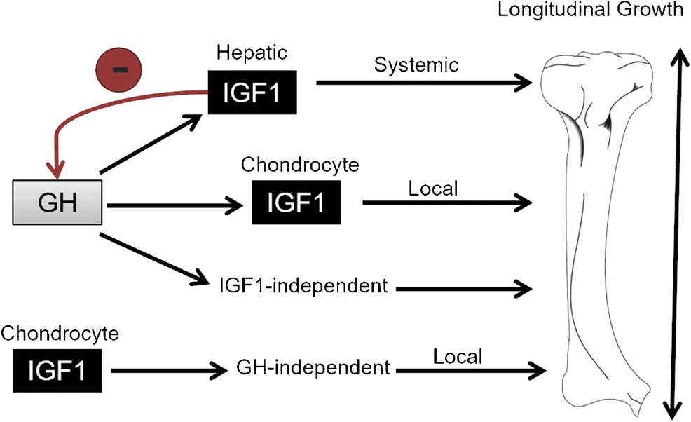 The Actions of IGF-1 in the Growth Plate and Its Role in ...