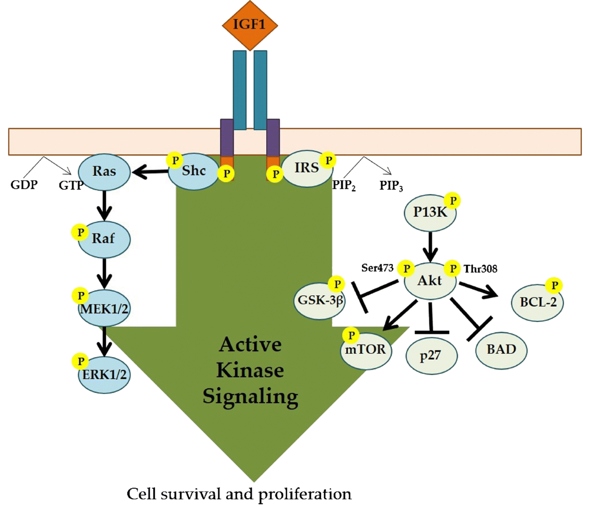 The Actions of IGF-1 in the Growth Plate and Its Role in Postnatal Bone  Elongation | Current Osteoporosis Reports