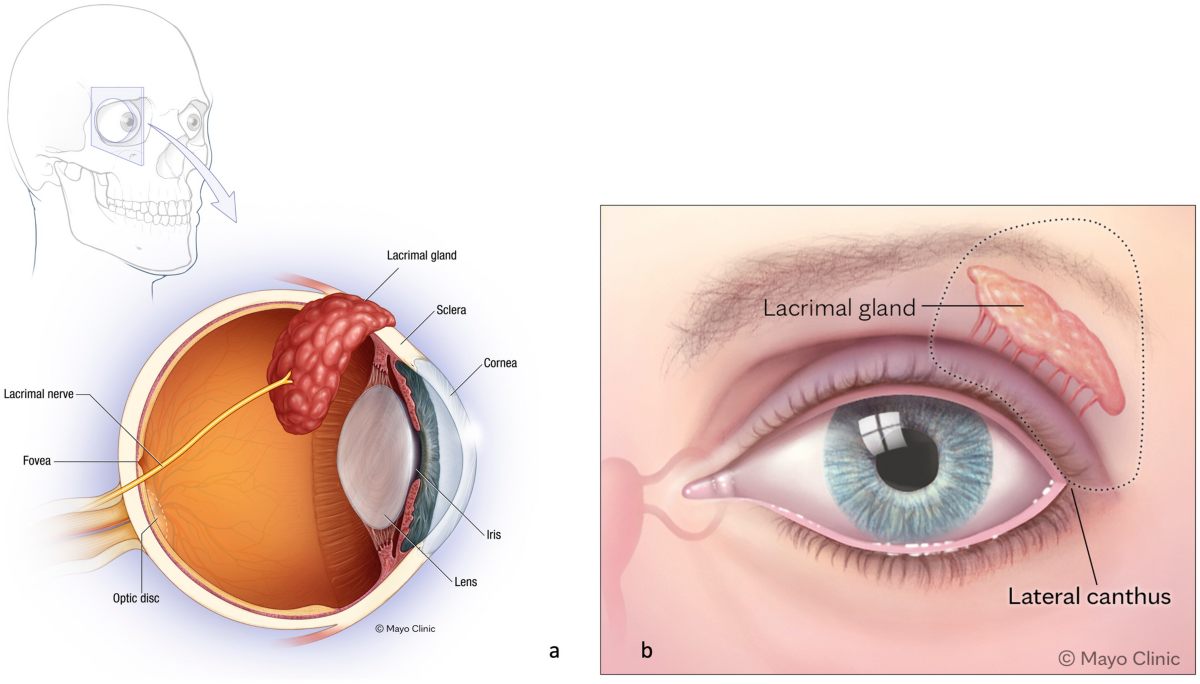 Skull - Knowledge @ AMBOSS, image size:1200x684