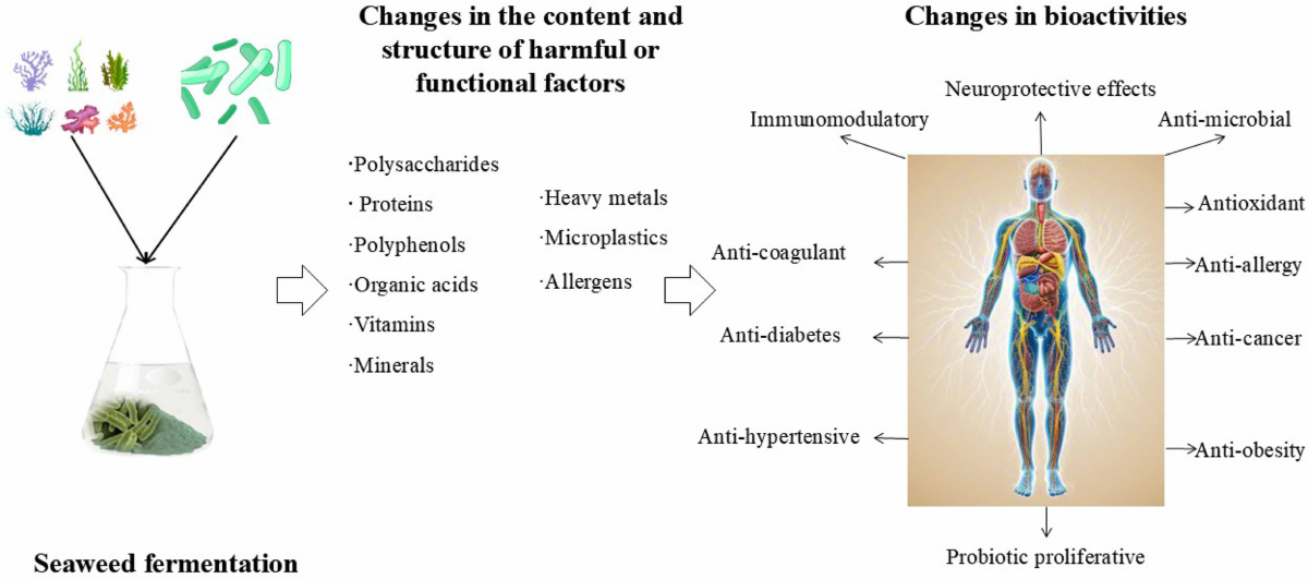 Fermentation as a Strategy to Improve the Health-Promoting Benefits of  Edible Seaweeds | Food and Bioprocess Technology | Springer Nature Link