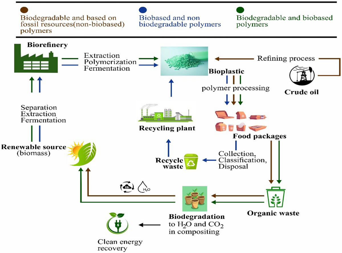 Next-Generation Biopolymers for Sustainable Food Packaging: Innovations in  Material Science, Circular Economy, and Smart Technologies | Food and  Bioprocess Technology, image size:1200x887