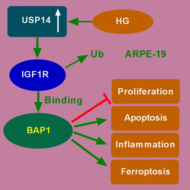 igf1r glutathione USP14-Dependent Aggravates High Glucose-Induced Diabetic Retinopathy by Upregulating BAP1 | Applied Biochemistry and Biotechnology lycopene-vitamin-e-capsules