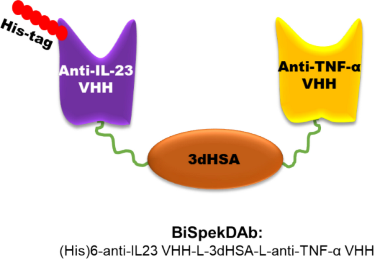 bpc-157 anti-inflammatory effects tnf-α il-6 cox-2 Engineering and Partial Characterization of an Anti-IL-23/Anti-TNF-α  Bispecific Domain Antibody Fused to Human Serum Albumin Domain for  Inflammatory Disease Therapy | Applied Biochemistry and Biotechnology