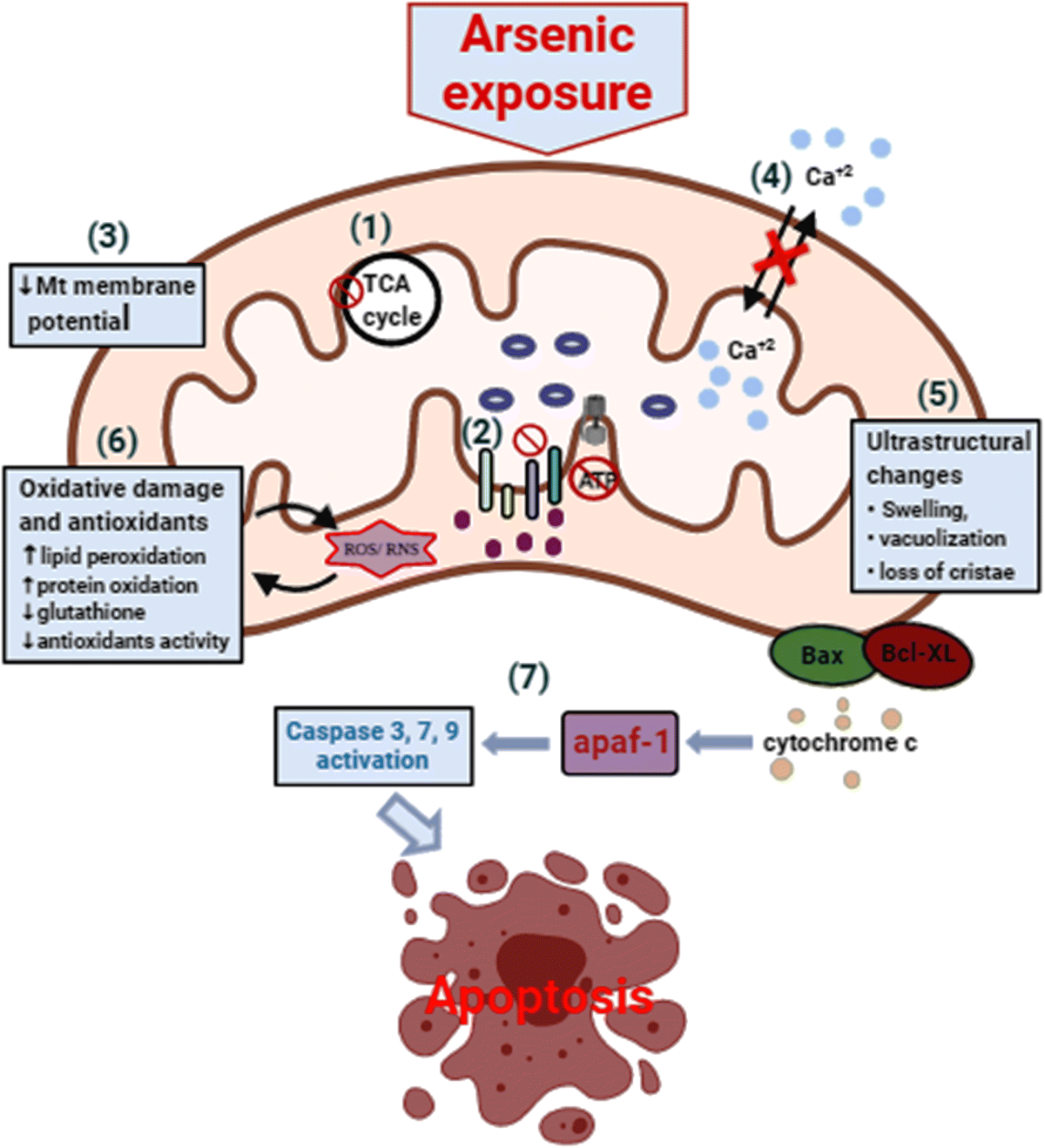 Mitochondrial Dysfunction in Arsenic-Induced Hepatotoxicity: Pathogenic and Therapeutic Implications | Biological Trace Element Research