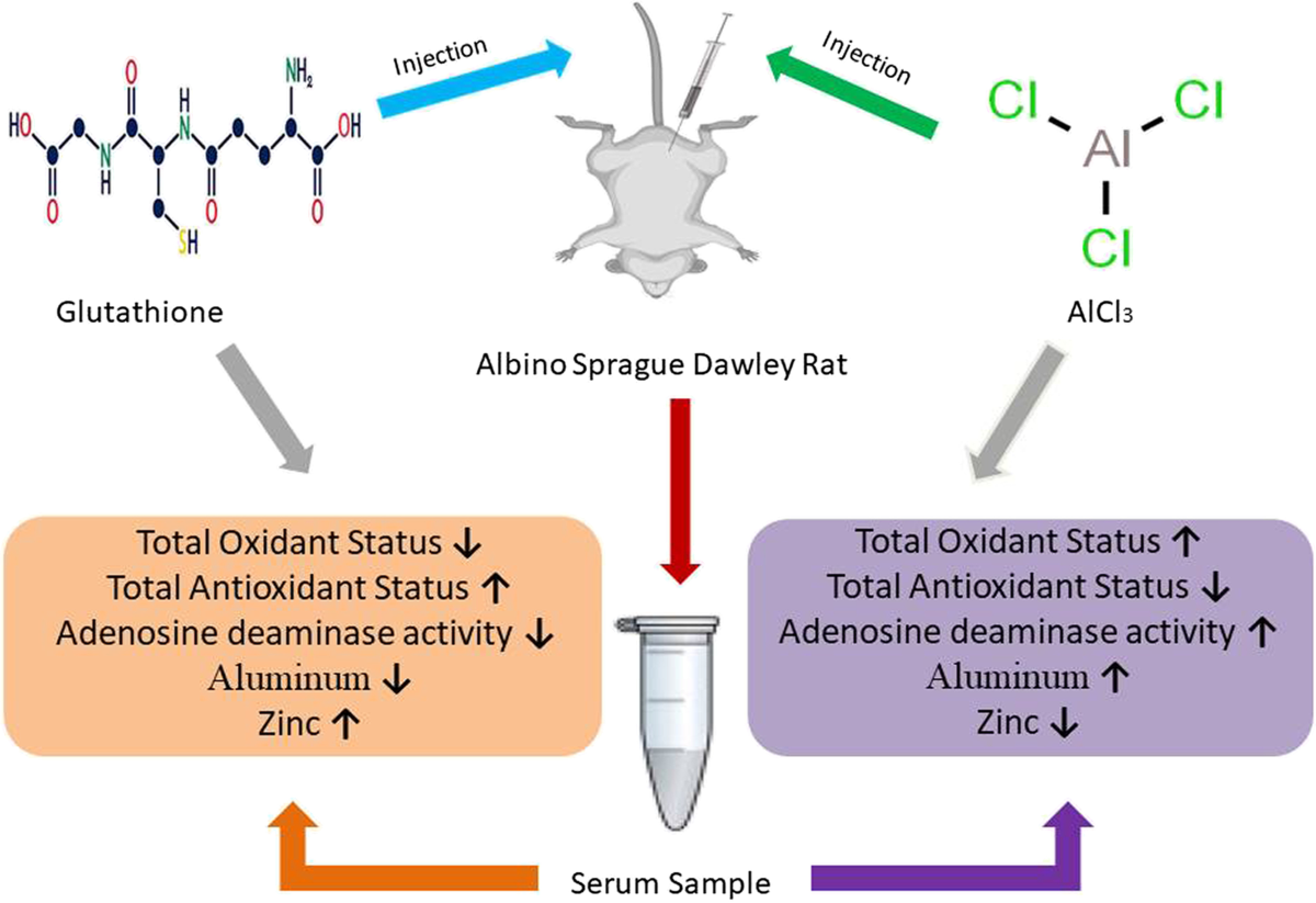 The Role of Reduced Glutathione on the Activity of Adenosine Deaminase,  Antioxidative System, and Aluminum and Zinc Levels in Experimental Aluminum  Toxicity | Biological Trace Element Research | Springer Nature Link