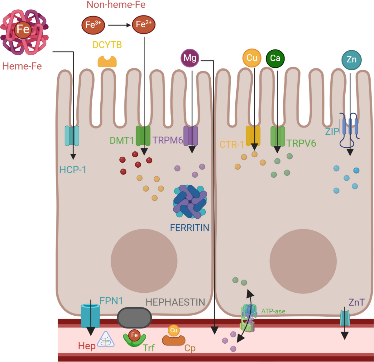 Iron Metabolism, Calcium, Magnesium and Trace Elements: A Review |  Biological Trace Element Research | Springer Nature Link