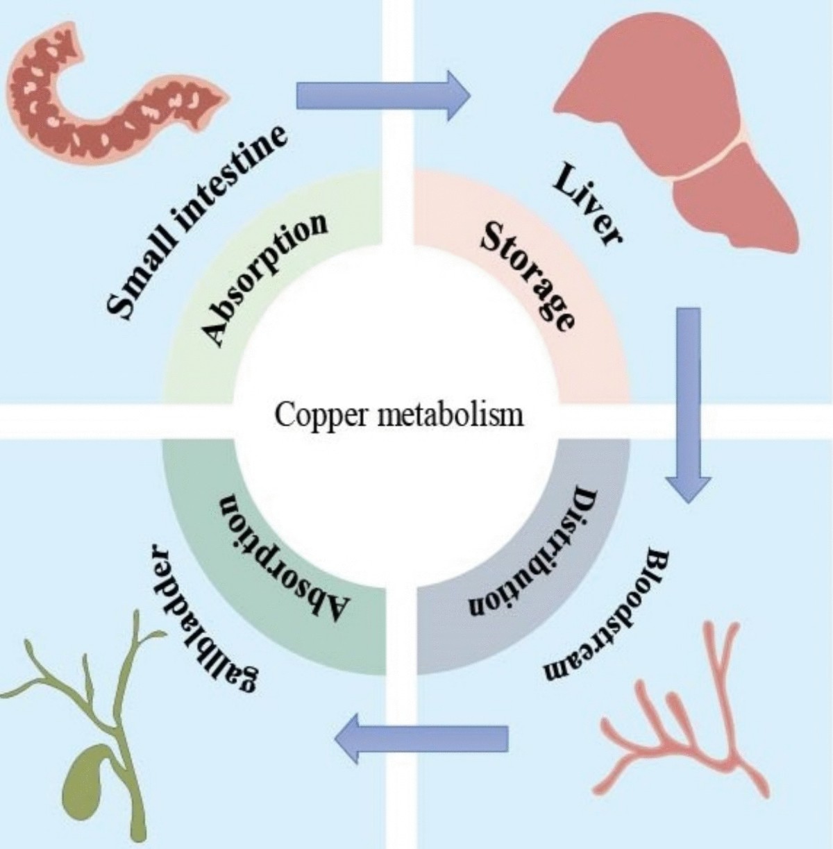 Copper Toxicity in Animals: A Review | Biological Trace Element Research