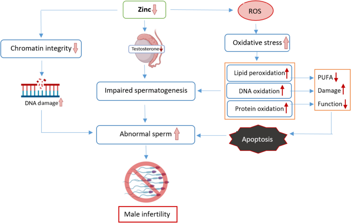 glutathione for male fertility Zinc as a Modulator of Male Fertility: Interplay Between Lipid Metabolism,  Oxidative Stress, and Sperm Function | Biological Trace Element Research