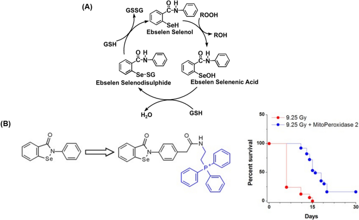 Role of Selenium-Dependent Glutathione Peroxidases (Seleno-GPxs) in Radio-Modulation: Lessons for Radiation Oncology | Biological Trace Element Research | Springer Nature Link Role of Selenium-Dependent Glutathione Peroxidases (Seleno-GPxs) in Radio-Modulation: Lessons for Radiation Oncology | Biological Trace Element Research | Springer Nature Link