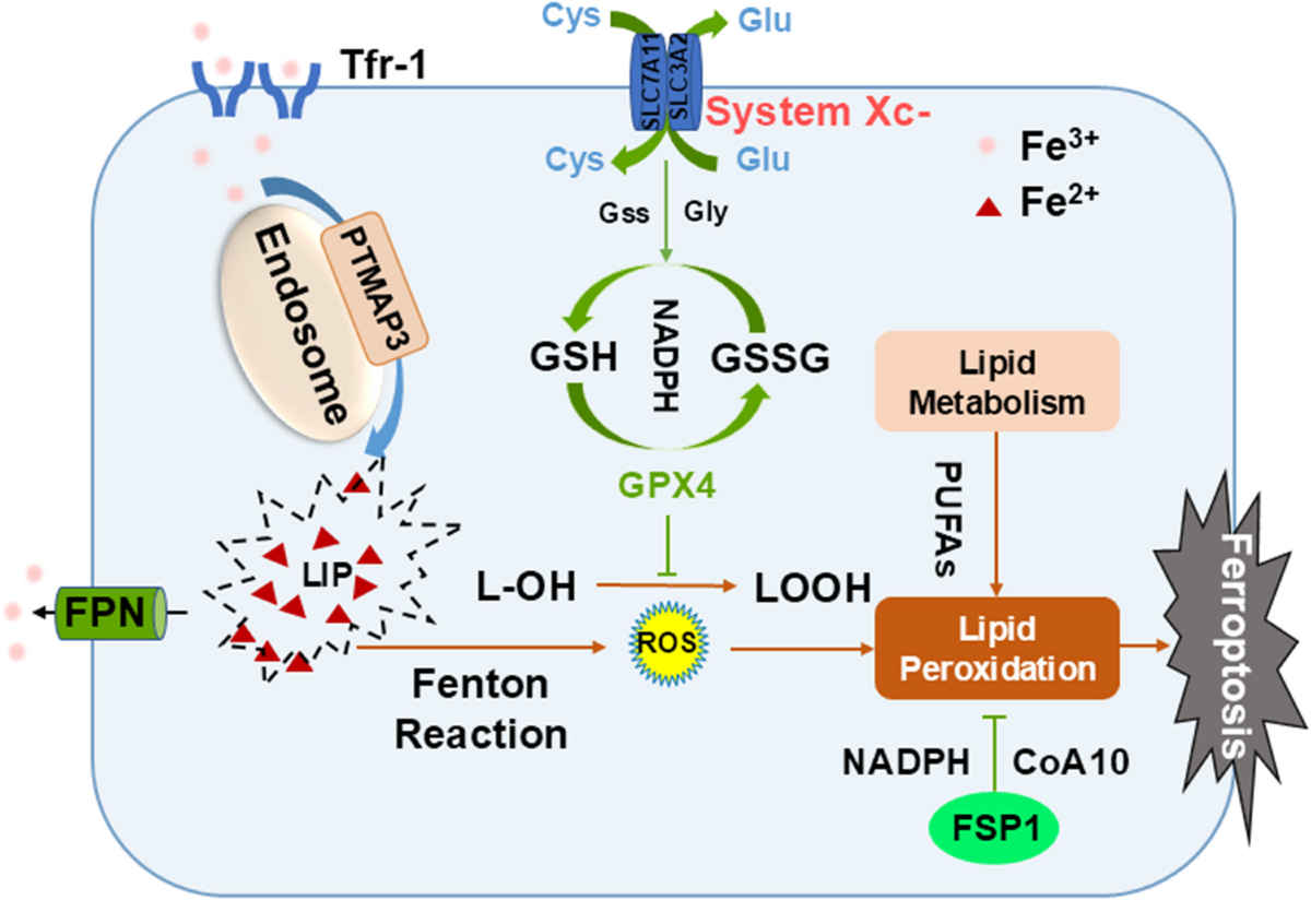 effect of glutathione on menstruation Research Progress on Ferroptosis Regulation of Female Reproduction |  Biological Trace Element Research
