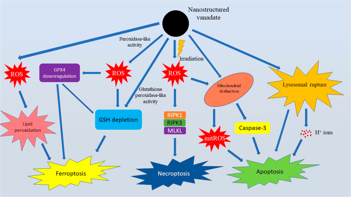 Nanostructured Vanadates as Janus-faced Redox-active Nanomaterials: Biological Effects and Molecular Mechanisms | Biological Trace Element Research