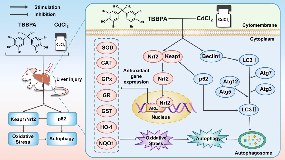 Optimization of copper bioremoval from hypersaline environments by the halo...