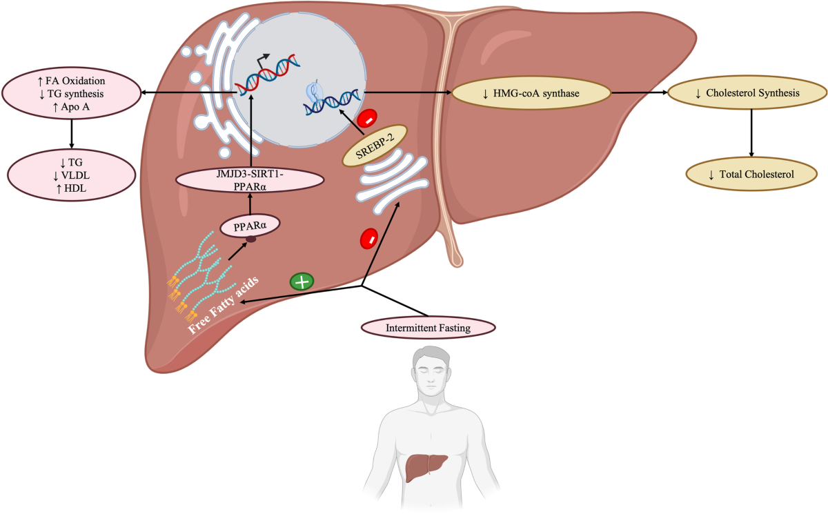 Intermittent Fasting Regulates Metabolic Homeostasis and Improves Cardiovascular Health | Cell Biochemistry and Biophysics | Springer Nature Link Intermittent Fasting Regulates Metabolic Homeostasis and Improves Cardiovascular Health | Cell Biochemistry and Biophysics | Springer Nature Link