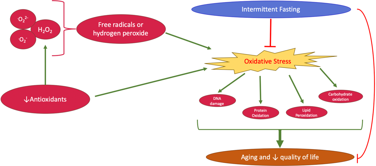 liposomal glutathione vs regular glutathione absorption Liposomal Glutathione - 60 caps