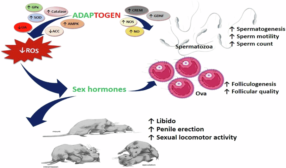 eslite s-acetyl glutathione Eslite S-Acetyl Glutathione