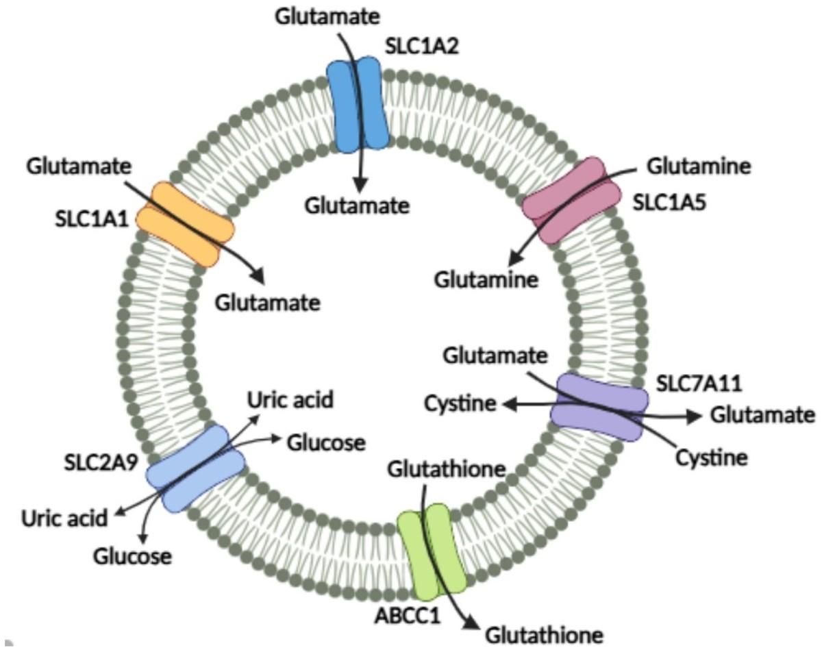 Extracellular levels of glutamate, glutamine, cystine, glutathione, and xanthine correlate with transporter expression in tamoxifen - resistant MCF-7 cells and poor overall survival in breast cancer patients | Cell Biochemistry and Biophysics | Extracellular levels of glutamate, glutamine, cystine, glutathione, and xanthine correlate with transporter expression in tamoxifen - resistant MCF-7 cells and poor overall survival in breast cancer patients | Cell Biochemistry and Biophysics |