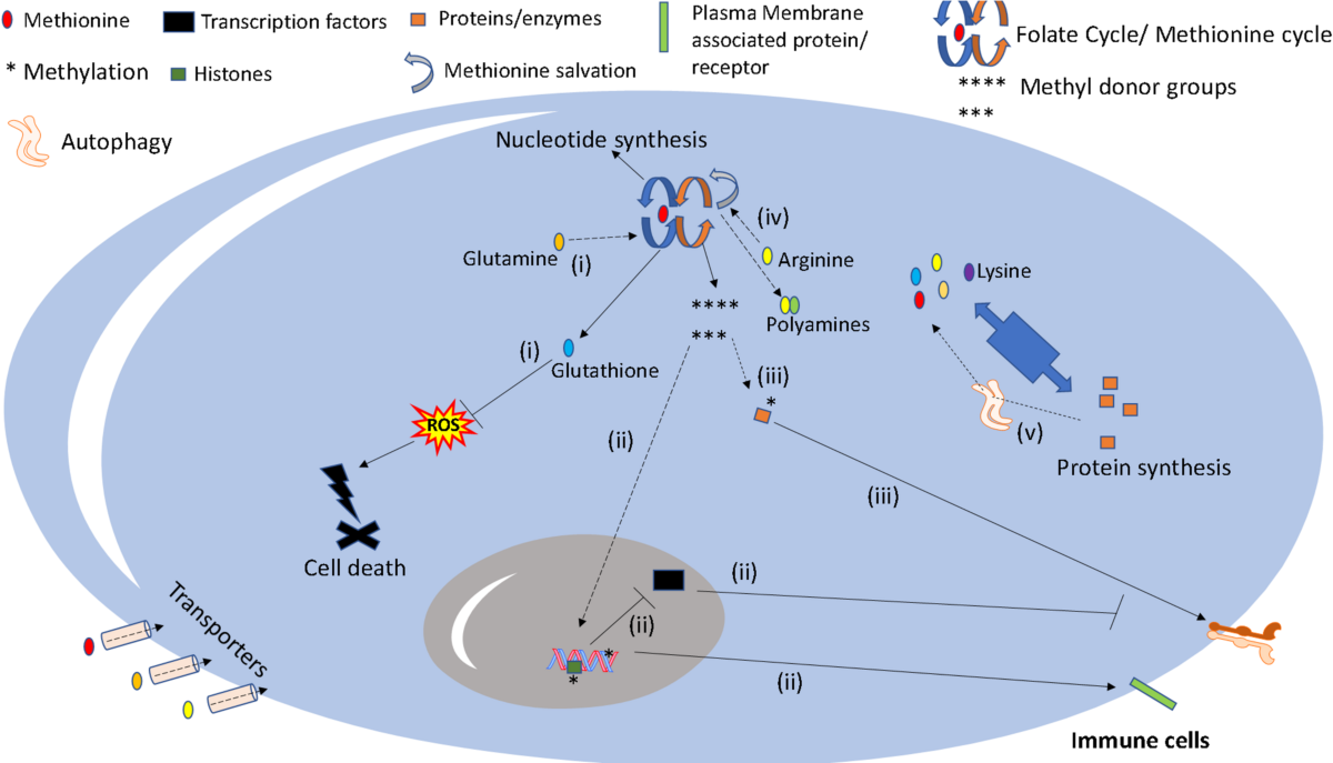 robert keller md glutathione Amino Acids as Targets for Immunotherapy against Solid Tumors | Cell Biochemistry and Biophysics