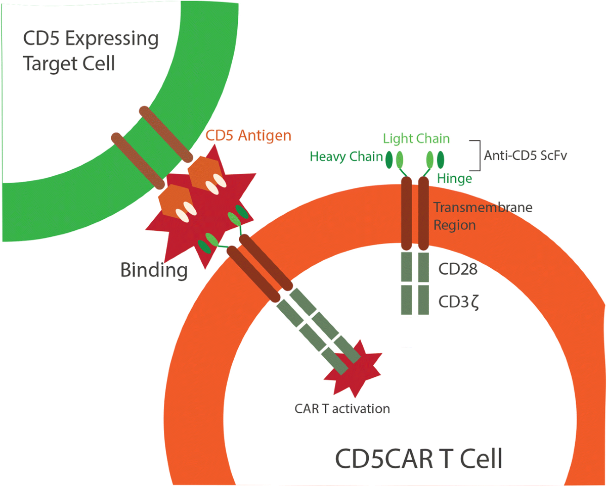 Treatment of Aggressive T Cell Lymphoblastic Lymphoma/leukemia 