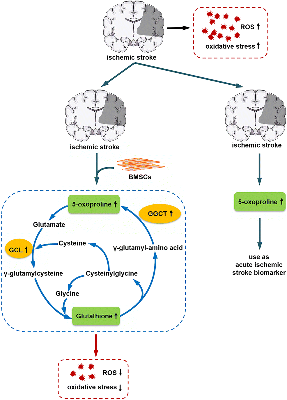 glutathione stroke Bone Marrow Mesenchymal Stem Cells Exert Protective Effects After Ischemic  Stroke Through Upregulation of Glutathione | Stem Cell Reviews and Reports