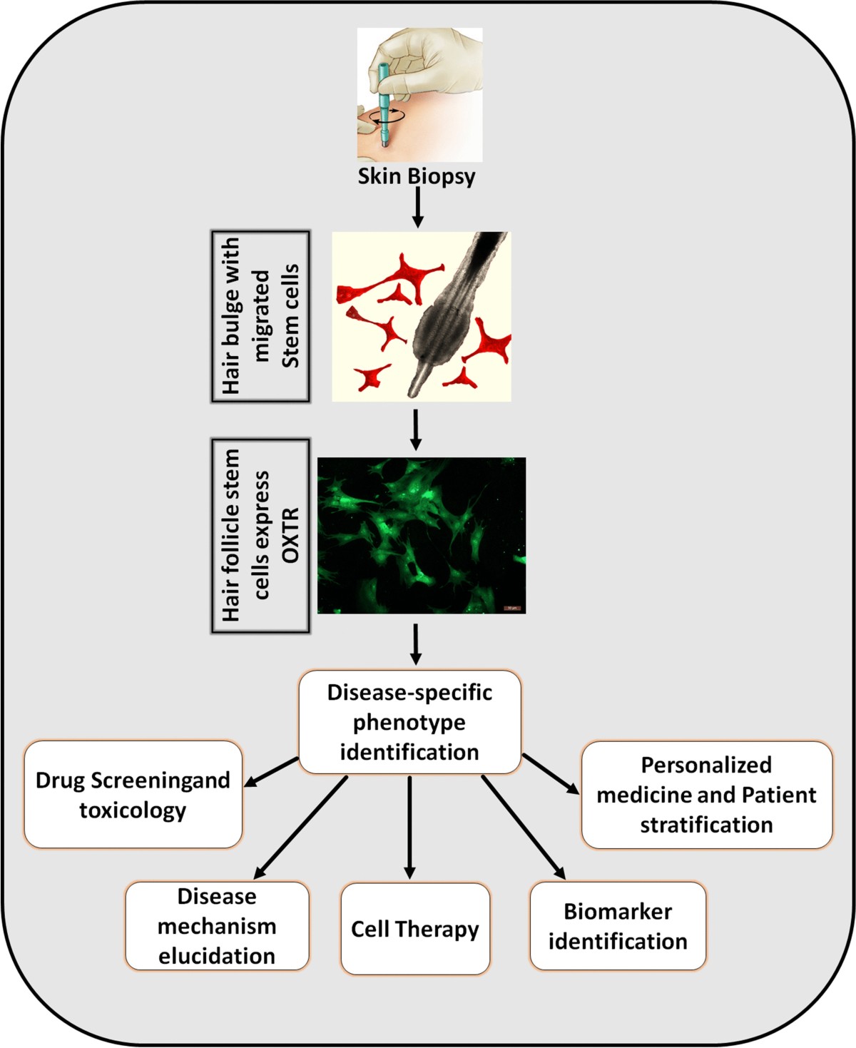 Oxytocin Receptor Expression in Hair Follicle Stem Cells: A Promising Model  for Biological and Therapeutic Discovery in Neuropsychiatric Disorders |  Stem Cell Reviews and Reports