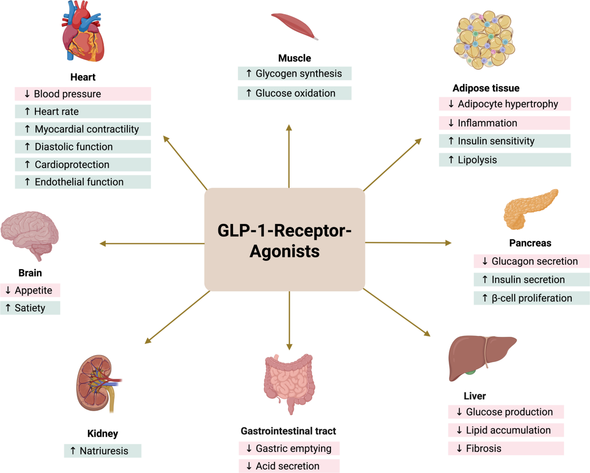 best glp 1 agonist for weight loss Wegovy vs. Zepbound: Which GLP-1 Agonist Is Best for Weight Loss?