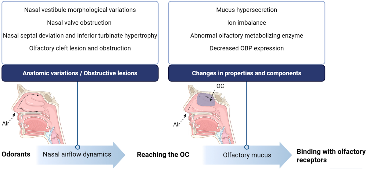 glutathione sense of smell Conductive Mechanisms of Olfactory Dysfunction in Chronic Rhinosinusitis: A  Focus on Nasal Airflow Dynamics and Olfactory Mucus | Clinical Reviews in  Allergy & Immunology