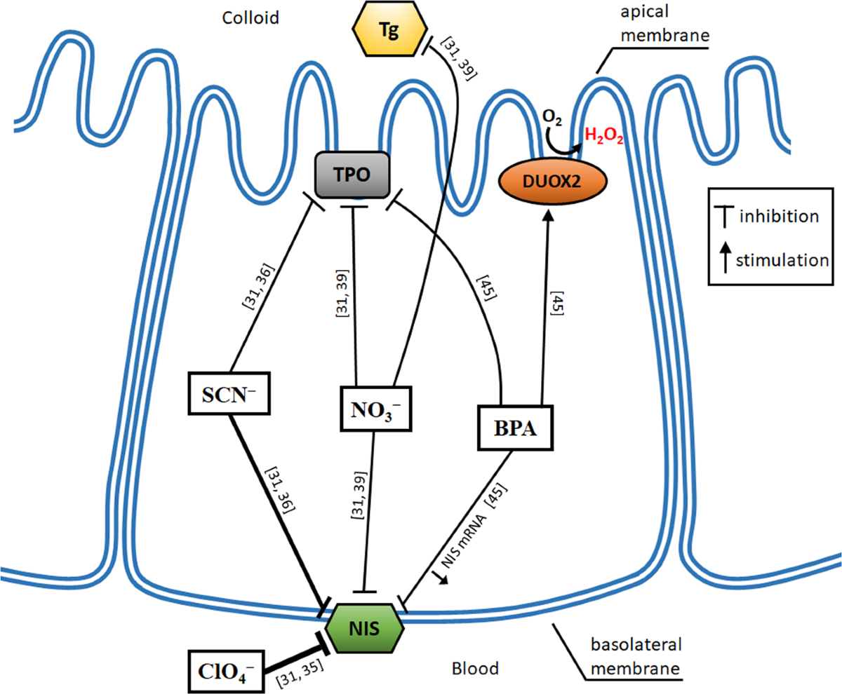 Iodine as a potential endocrine disruptor—a role of oxidative stress | Endocrine