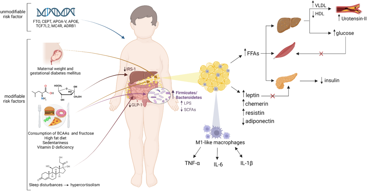 Mechanisms and risk factors of metabolic syndrome in children and adolescents | Endocrine