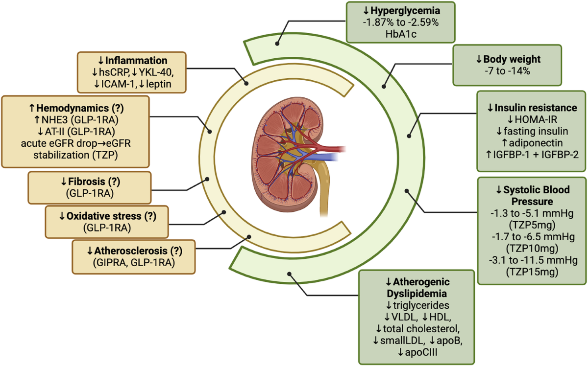 glp 1 drugs and kidney function Renal effects of GLP-1 receptor agonists and tirzepatide in individuals  with type 2 diabetes: seeds of a promising future | Endocrine