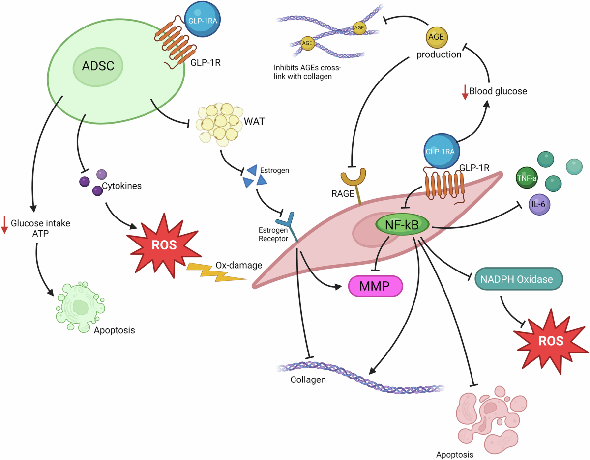 collagen and glp 1 GLP-1RA and the possible skin aging | Endocrine