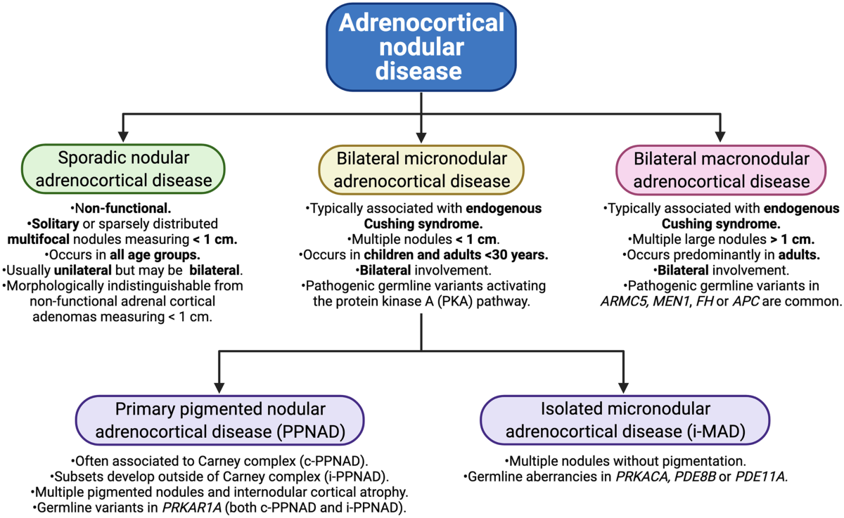 Overview of the 2022 WHO Classification of Adrenal Cortical Tumors 