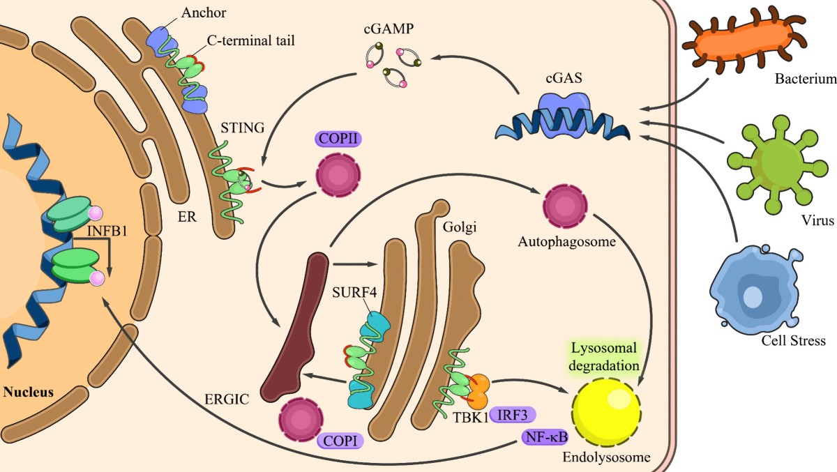 is glutathione good for lupus cGAS-STING pathway in systemic erythematosus: biological implications and therapeutic opportunities | Immunologic Research OTW Degradation Pathway - an Potency:50 mg Orange