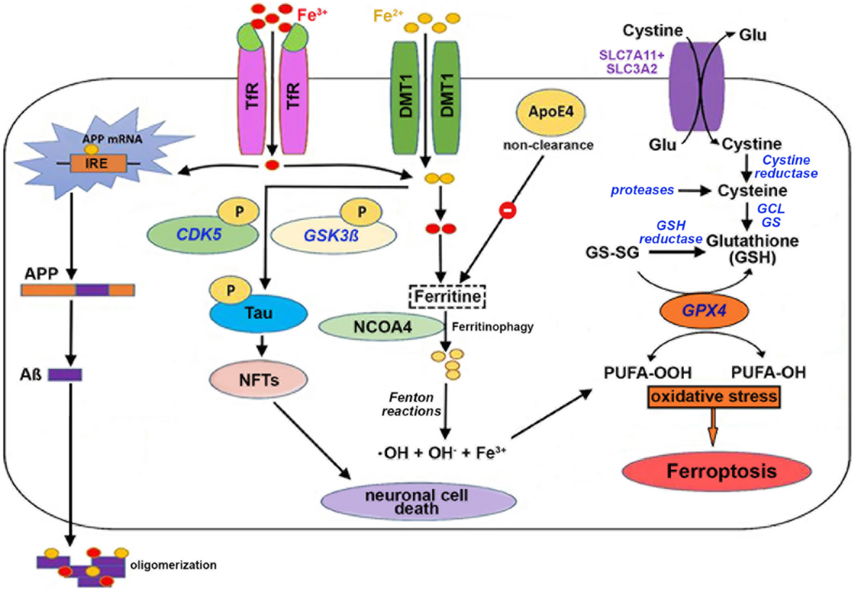 glutathione polmorphism and apoe e4 Targeting Apolipoprotein E for Alzheimer's Disease: An Industry Perspective Opposing Effects of ApoE2 and